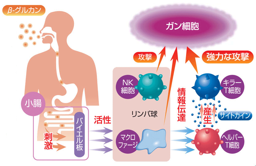 ���[�O���J���̖Ɖu������p�̎d�g��