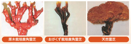 ���p��Ŕ�r�ʐ^